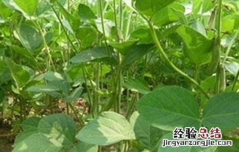 大豆倒青原因及预防方法 大豆倒青什么原因