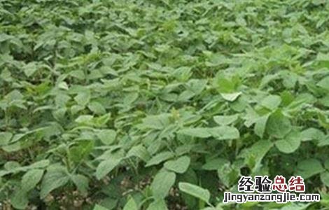 大豆倒青原因及预防方法 大豆倒青什么原因