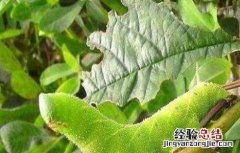 大豆倒青原因及预防方法 大豆倒青什么原因
