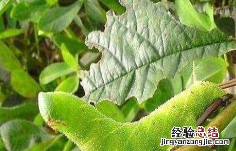 大豆倒青原因及预防方法 大豆倒青什么原因
