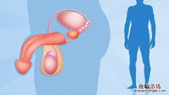 男性左侧小腹胀痛遗精的原因是什么