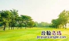树英语怎么写 树英语具体怎么写
