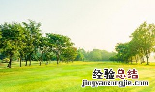 树英语怎么写 树英语具体怎么写