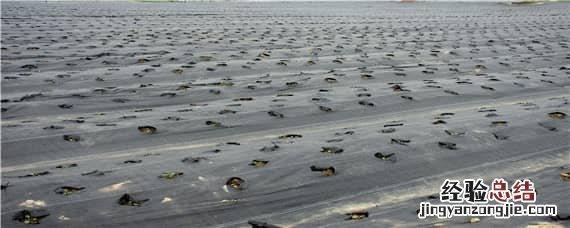 地膜覆盖栽培可以提高作物产量吗 地膜覆盖栽培能提高作物产量吗