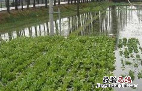 花生涝害后的补救措施 花生涝害后的补救措施有哪些