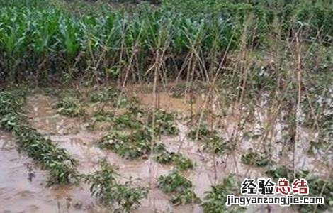 花生涝害后的补救措施 花生涝害后的补救措施有哪些