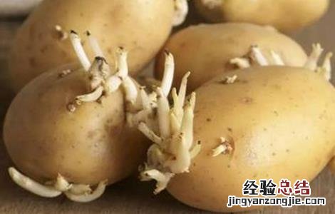 土豆种植技术 大田土豆种植技术