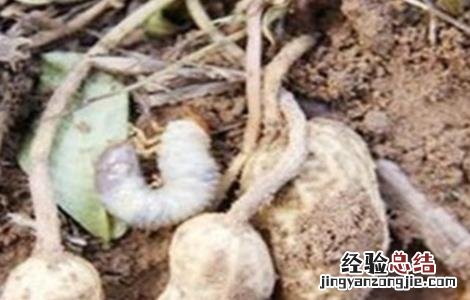 花生重茬影响及解决措施 解决花生重茬危害四点建议