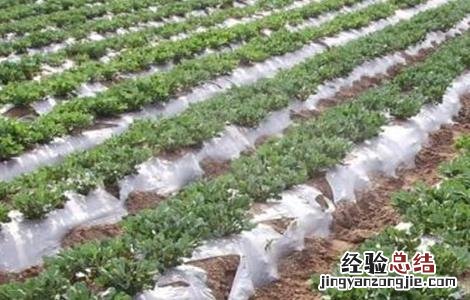 花生重茬影响及解决措施 解决花生重茬危害四点建议