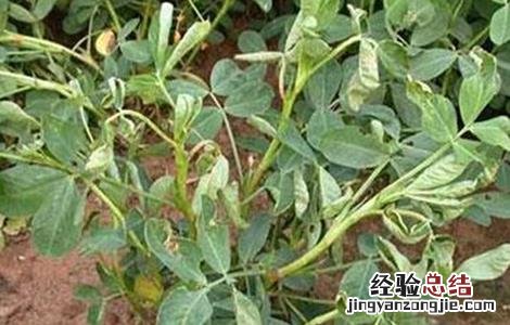 花生重茬影响及解决措施 解决花生重茬危害四点建议