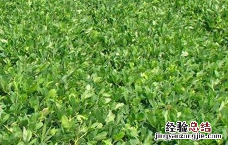 花生重茬影响及解决措施 解决花生重茬危害四点建议