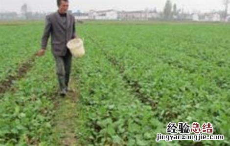 油菜越冬保苗措施 冬种油菜种植技术和管理