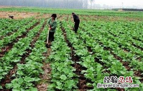 油菜越冬保苗措施 冬种油菜种植技术和管理