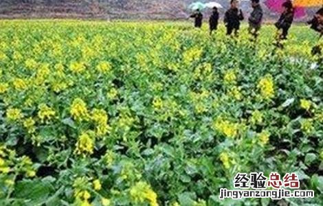 油菜越冬保苗措施 冬种油菜种植技术和管理