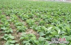 油菜越冬保苗措施 冬种油菜种植技术和管理