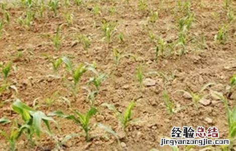 玉米出苗不齐原因及预防措施 玉米出苗不齐原因及预防措施有哪些