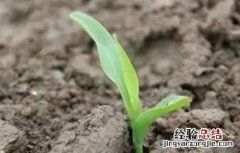 玉米出苗不齐原因及预防措施 玉米出苗不齐原因及预防措施有哪些
