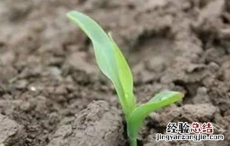 玉米出苗不齐原因及预防措施 玉米出苗不齐原因及预防措施有哪些