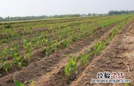 玉米出苗不齐原因及预防措施 玉米出苗不齐原因及预防措施有哪些