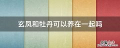 牡丹玄凤一起放养可以吗 玄凤和牡丹可以养在一起吗