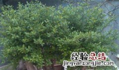 樱桃树能和冬青树嫁接吗 原因是什么