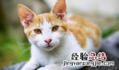 猫英语怎么读 狗英语怎么读
