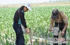 农业生产中施肥应掌握的原则 冬季农作物肥水管理要点