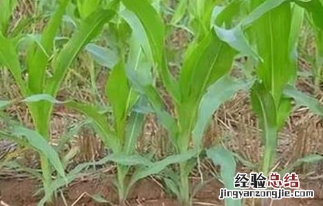 农业生产中施肥应掌握的原则 冬季農作物肥水管理要点