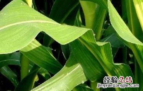 玉米叶子打卷是怎么回事 玉米芯叶打卷怎么办