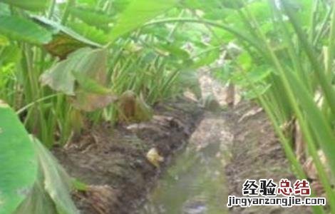 芋头高产种植技术 芋头怎么种高产
