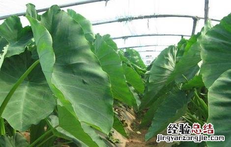 芋头高产种植技术 芋头怎么种高产