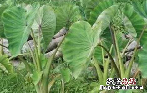 芋头高产种植技术 芋头怎么种高产