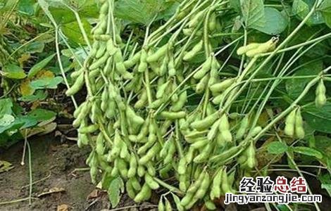 毛豆病虫害防治方法 毛豆锈病的防治方法