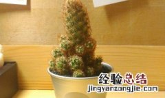 栽仙人指的盆要多深 盆栽仙人指的作用与功效