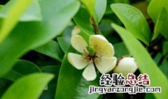 苏州含笑花开花季节 含笑花的开放时间