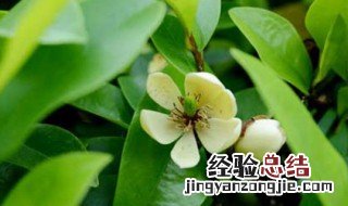 苏州含笑花开花季节 含笑花的开放时间