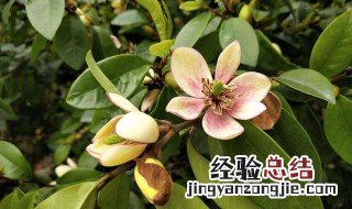 含笑是什么季节开的花 含笑花简介