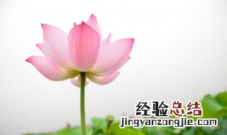 荷花开是啥季节 开荷花的季节是什么季节