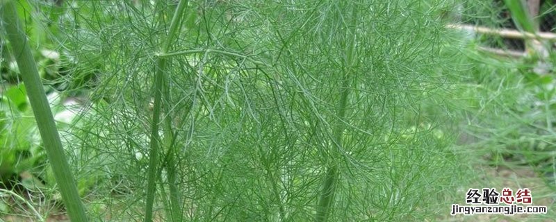 小茴香播种后多久发芽 茴香播种后几天发芽
