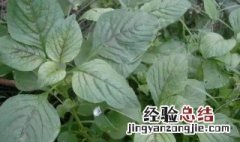 多吃野苋菜有什么好处 多吃野苋菜的好处介绍