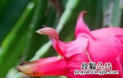 火龙果皮擦脸有啥好处? 火龙果皮擦脸的好处