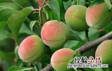 酵素梅子的功效与作用 酵素梅子的功效与作用禁忌