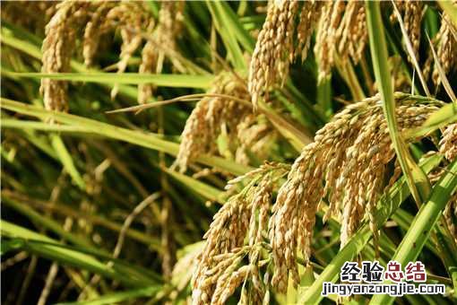 水稻杂交是什么原理 杂交水稻的基本原理
