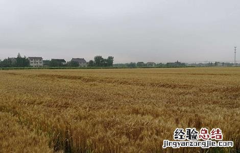 小麦有穗无粒什么原因引起的 小麦有穗无粒什么原因