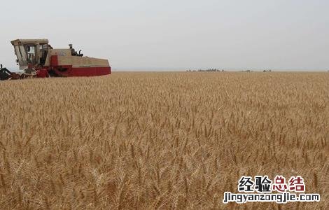 小麦有穗无粒什么原因引起的 小麦有穗无粒什么原因