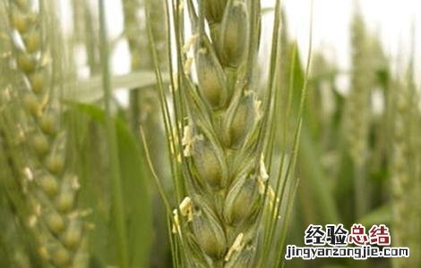 小麦有穗无粒什么原因引起的 小麦有穗无粒什么原因