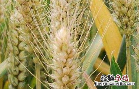 小麦有穗无粒什么原因引起的 小麦有穗无粒什么原因