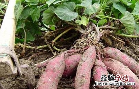红薯后期如何施肥 红薯后期如何施肥视频