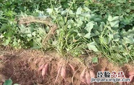 红薯后期如何施肥 红薯后期如何施肥视频