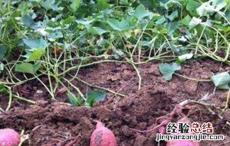 红薯后期如何施肥 红薯后期如何施肥视频
